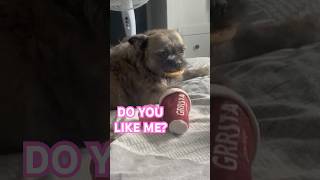 PUPPY tells you he’s a DELIGHT 🐶❤️