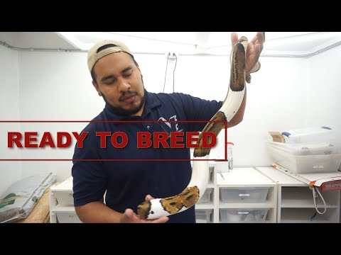 READY TO BREED BALL PYTHONS |2019!| BIG PLANS