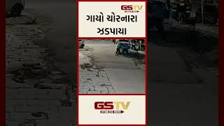 GSTV Shorts | ગાયો ચોરનારા ઝડપાયા