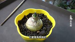 土培风信子看上去一直不长，该不该施肥？
