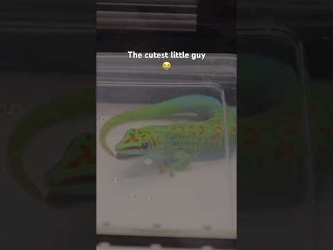 Cutest Day Gecko