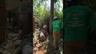 #treecuttingservice #tree #stihl #treeservice #chainsaw #arboristing