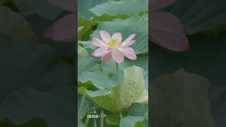 皇居に咲く花