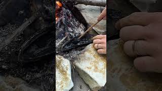Glue from nature #survival #camping #outdoors #nature #primitive