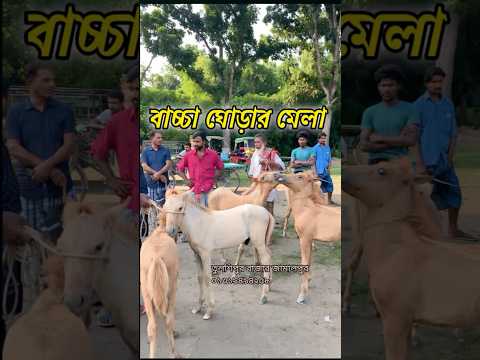 বাচ্চা ঘোড়া কিনতে চলে আসুন তুলশিপুর বাজার। চাচ্চা ঘোড়া #horse #ইন্ডিয়ান #ঘোড়ারহাট