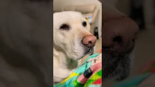 Hello! 👋🐶 #kobetheyellowlab #shortsyoutube #dogshorts #yellowlab #subscribeplease #shorts