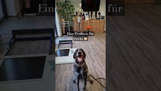 Wusstest du, dass es Hundeprothesen gibt? #prothese #dog #Hund #hundeprothese