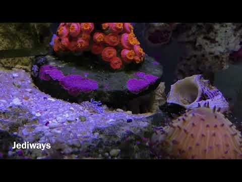 Berghia Nudibranch Will out number Aiptasia