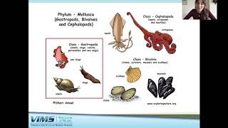 Discovery Lab: Molluscs