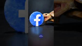 ASMR Mukbang Eating Facebook 📘 Turtle Tortoise