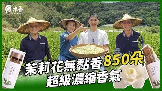 【全台首創茉莉花薰香】最解憂的天然香氣!舒緩疲勞增加幸福感!