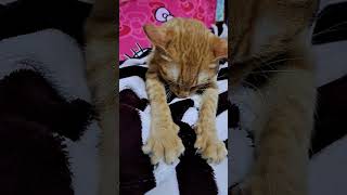 My Pet #Twinkle #viralshort #viralvideo #ilovemycat #cute #kind #cat #sweet #smart
