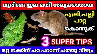 എലിയെ തുരത്താൻ ബംഗാളികൾ മുരിങ്ങ ഇല കൊണ്ട് ചെയ്യുന്ന സൂത്രം|How to get rid of Rats easily #ratremoval