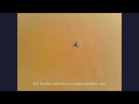 Save The Beach, Save The Turtles