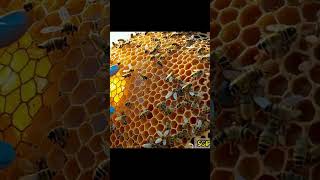 Cheetah rescue Operation  #airescue
