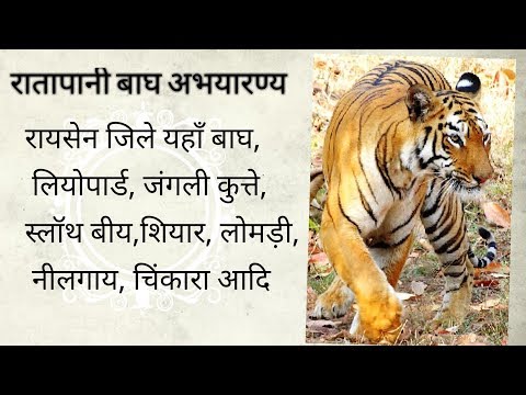 रातापानी बाघ अभयारण्य दर्शन (रायसेन जिला म.प्र.)