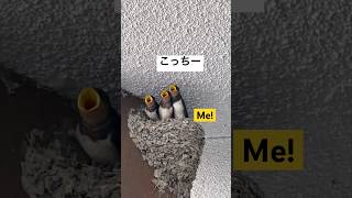 🐦 Hungry Swallow Chicks! ツバメのご飯の時間  #shorts #japannature