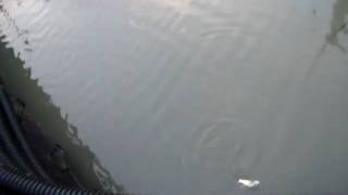 990630.1田寮河海鰱 006.MOV