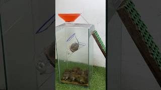 Best mouse trap idea//good rat trap at home #rattrap #mousetrap #rat #shorts