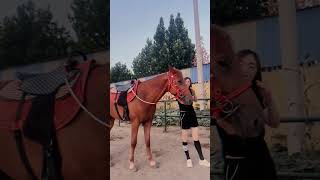 169、人教人教不会，事教人一教就会#骑乘马#野骑#骑马#骑马教学#如何学习骑马 #小矮马 #horse #西风探瘦马 #小矮马 #西风探瘦马 #puppy #设特兰矮马 #love #cute