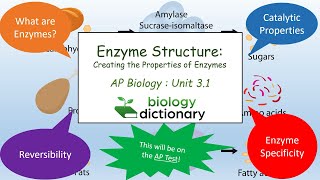 Enzyme Structure: Creating the Properties of Enzymes | AP Biology 3.1