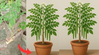 Sojina Gache Kolom Kore Chara Banan  Easy Drumstick Hack