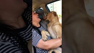 Puppy love and care #puppy #puppies #dog #dogs #dogmom #doglover #doglovers #shorts