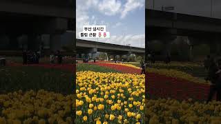4월 13일 실시간#화명동 #화명생태공원튤립 #튤립#화명생태공원 #화명동튤립 #부산 #부산튤립 #봄 #spring #tulip #05 #04 #03 #01 #꽃놀이