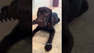 This pups on the naughty list 🤣 #puppy #labrador #labradorretriever #labpuppy #funnydog #xmas