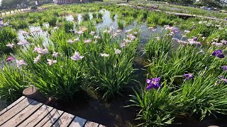 水元公園　周辺探索　【4K対応】