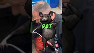 Best rat trap BAIT? #pest #ratcontrol #rattrap #pestcontrol