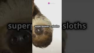 Interesting facts about sloths #SlothFacts #AmazingAnimals #Wildlife #NatureLovers #AnimalKingdom
