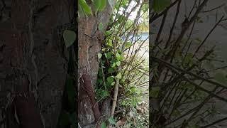 #garden #flowers #tree #gardening #treelove #treestory