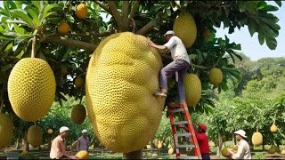 Amazing Thai Jackfruit Farm Harvests | Thai jackfruit production process