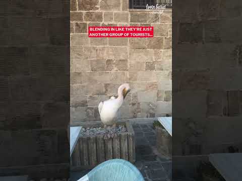 Even pelicans can’t resist a stroll through Batroun! 🦩