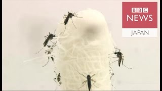 ジカ熱とギラン・バレー症候群に関連の疑い