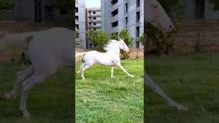 white horse 🐎 like must..#shorts#horseriding #horse #ytshorts #shortvideos