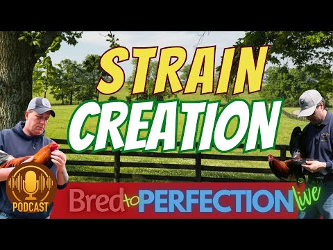 Ep160 -  The Principles of Strain Creation in Animal Breeding