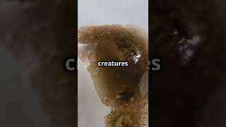 Flatworms can Regenerate their Body ! #wildlife #animal #amazingwildlife #shorts #sciencefacts
