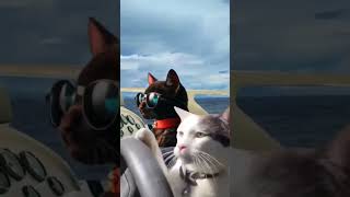 crazy cat #catlover #catdriving #drivingcat #catinstagram #reelsinstagram #boat #speed #cat #cats
