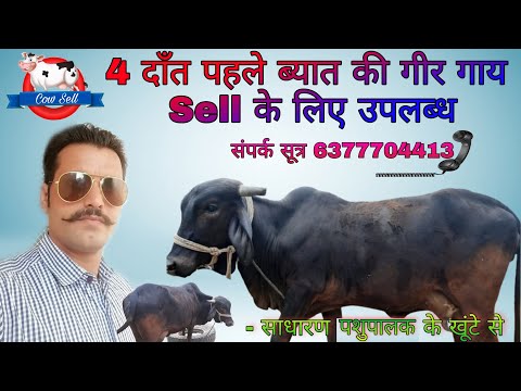 Frist Location black gir cow available for sell || पहले ब्यात की काली गीर गाय ब्रिकी के लिए उपलब्ध