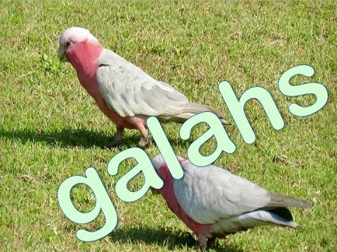 galahs feeding