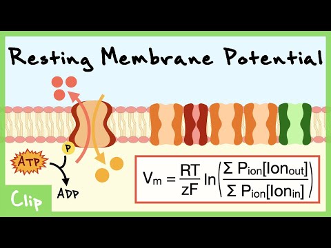 Goldman Equation And The Resting Membrane Potential Explained | Clip