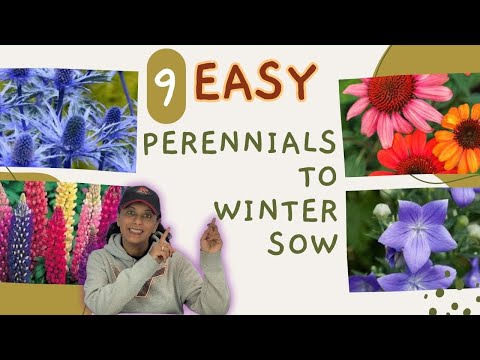 9 Easy To Winter Sow Perennials | Winter Sowing | Perennial Garden HACK