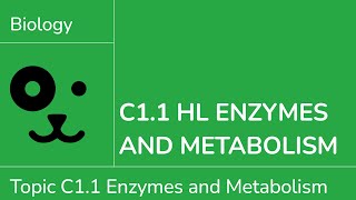C1.1 HL Enzymes and Metabolism [IB Biology HL]