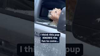 One excited pup! #adventureawaits #exploremore #offroad #offroadutilitytrailer #sportutilitytrailer