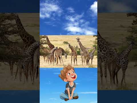 shapes safari sing along 😊