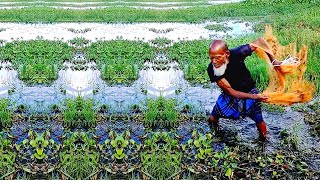 Really Amazing Net Fishing Video - Unbelievable Net Fishing Video - Best Cast Net Fishing Video