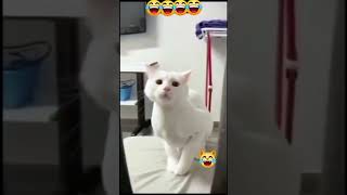 kedi ile şişkonun dansı izle gör harika #facebook #ilginçolaylar #keşfet #komik #instagram