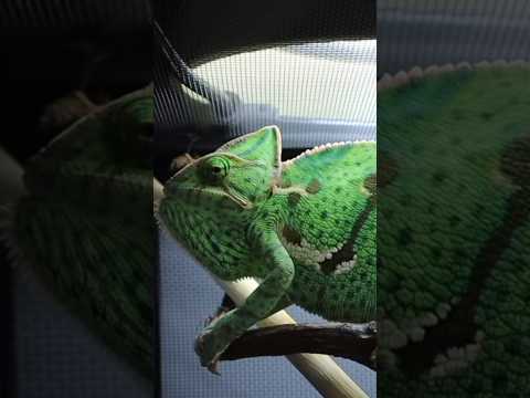 Veiled chameleon￼ eats !